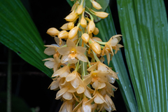 Calanthe aureiflora