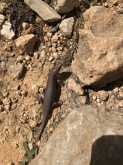 Trachylepis socotrana