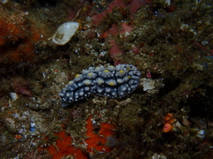 Phyllidia elegans
