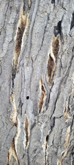 Coniophora puteana