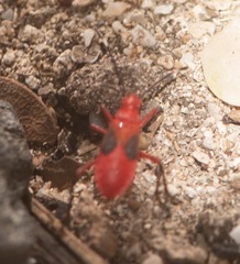 Dysdercus fulvoniger