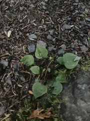 Claytonia sibirica