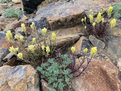 Castilleja elmeri