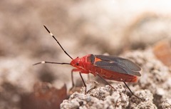 Dysdercus fulvoniger