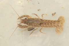 Cambarus acuminatus
