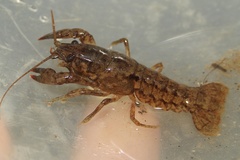 Cambarus acuminatus