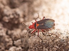 Dysdercus fulvoniger