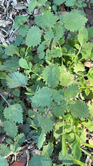 Urtica chamaedryoides