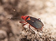 Dysdercus fulvoniger