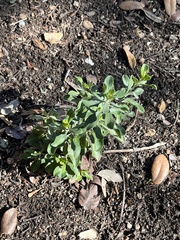 Dermatophyllum secundiflorum