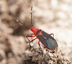 Dysdercus fulvoniger