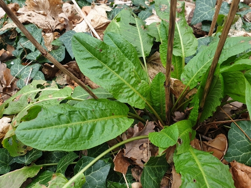 Rumex sanguineus iNat (2)