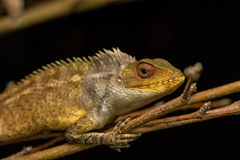 Calotes versicolor