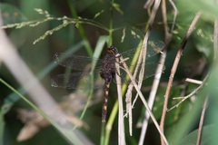 Erythemis attala
