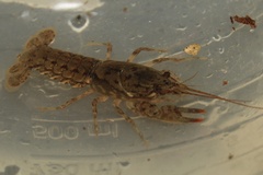 Cambarus acuminatus
