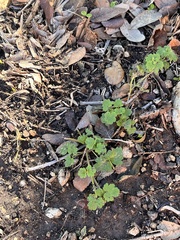 Dermatophyllum secundiflorum