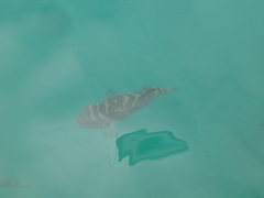 Sphoeroides annulatus