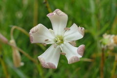 Silene saxifraga