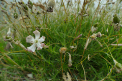 Silene saxifraga