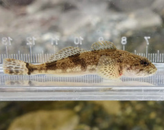 Cottus reinii