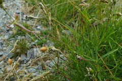 Silene saxifraga