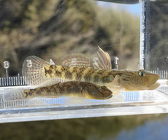Rhinogobius tyoni