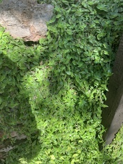 Callisia repens