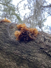 Phaeotremella frondosa