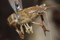 Procambarus acutus