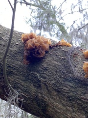 Phaeotremella frondosa