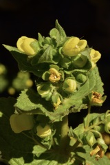 Calceolaria petioalaris