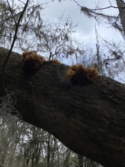 Phaeotremella frondosa