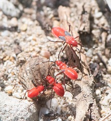 Dysdercus fulvoniger