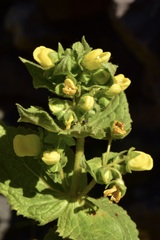 Calceolaria petioalaris