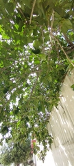 Ficus obtusifolia