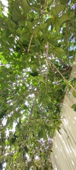 Ficus obtusifolia