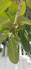 Ficus obtusifolia