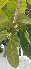 Ficus obtusifolia