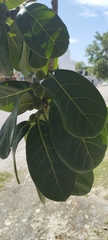 Ficus obtusifolia