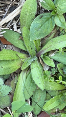 Plantago virginica