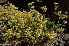 Calceolaria petioalaris