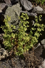 Calceolaria petioalaris