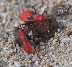 Dysdercus fulvoniger