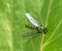 Condylostylus longicornis