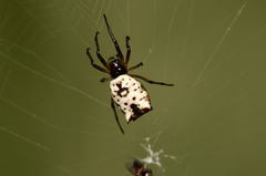 Micrathena mitrata