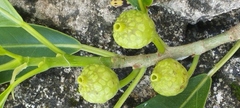 Ficus pertusa