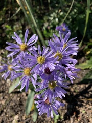 Symphyotrichum laeve