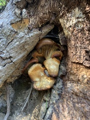 Omphalotus olivascens