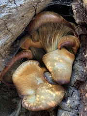 Omphalotus olivascens