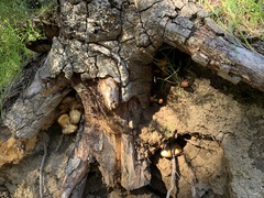 Omphalotus olivascens